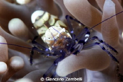 commensal shrimp by Giancarlo Zambelli 